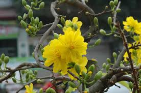 Vietnam Lunar New Year 2016 - Year Of The Monkey