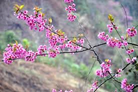 Vietnam Lunar New Year 2016 - Year Of The Monkey