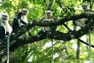 Cuc Phuong National Park, Vietnam