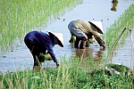 Farmers on rice fields growing in Vietnam