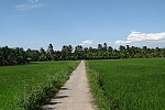 rice fields in Ben Tre province, Mekong Delta, Vietnam