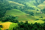 Rice fields in Sapa, Lao Cai, Vietnam