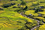 Rice fields on terrace in Sapa, Lao Cai province