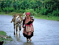 Vietnam Explorer