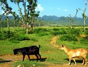 Cuc Phuong National Park