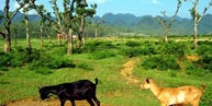 Cuc Phuong National Park