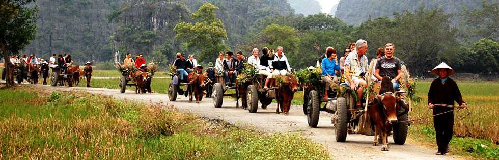 Ride a Buffalo cart in Tamcoc, Ninh Binh. Don't you?
