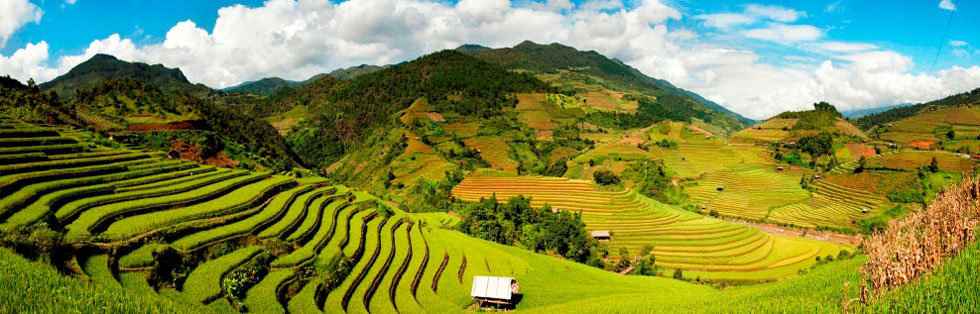 Explore rice fields on terrace in Sapa